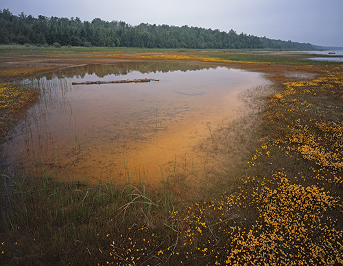 Grass Bay Preserve (© RON LEONETTI)