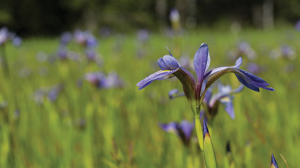Maxton Plains Preserve (THE NATURE CONSERVANCY © JASON WHALEN)