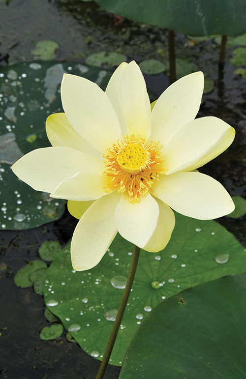 HID american lotus (ID 172366668 © WIRESTOCK | DREAMSTIME.COM)