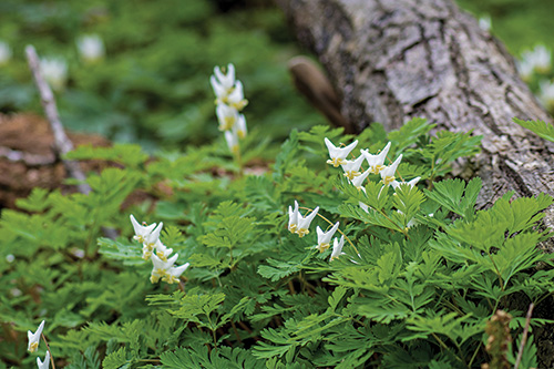 HID dutchman's breeches flower (ID 147155205 © TOM SAMWORTH | DREAMSTIME.COM)