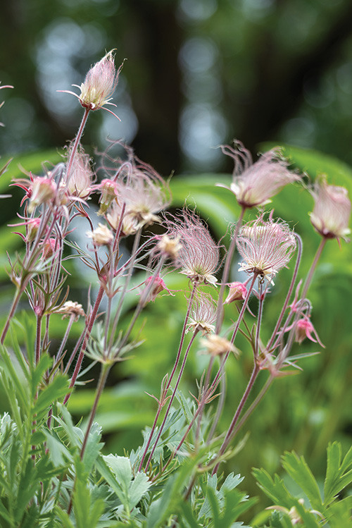 HID prairie smoke flower (ID 353655585 © CSHIRK2 | DREAMSTIME.COM)