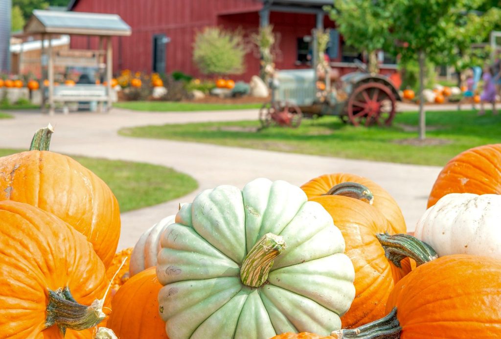 LEWIS ADVENTURE FARM & ZOO
