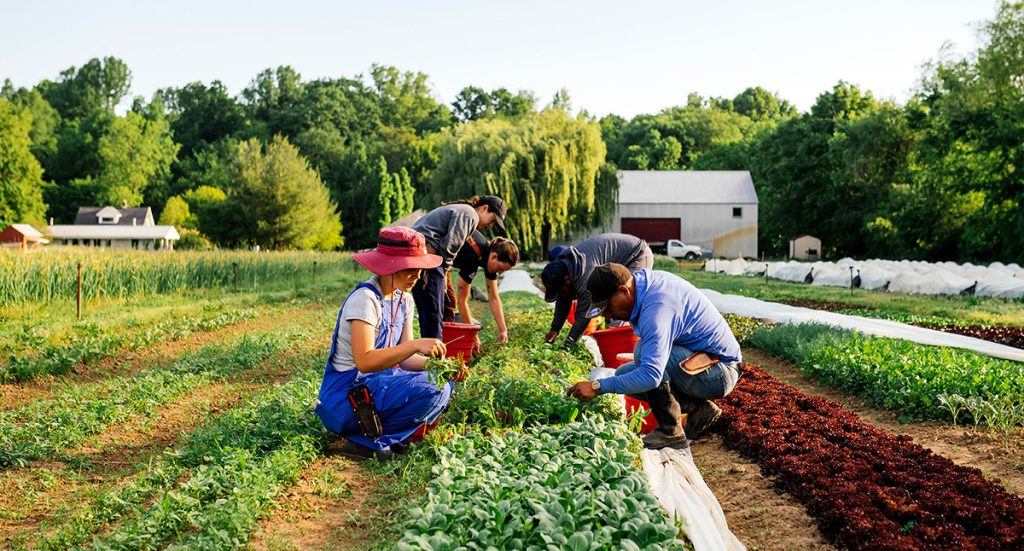 Photo: Granor Farms