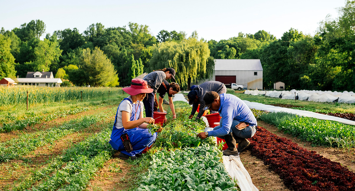 Photo: Granor Farms